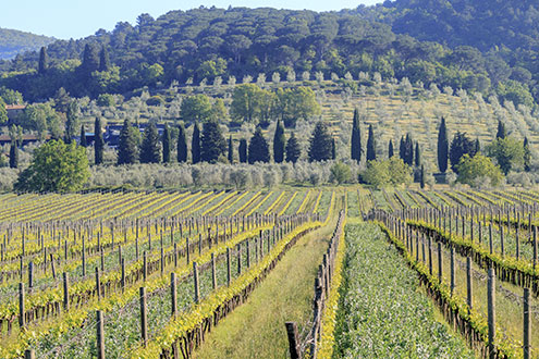 Casa Conforto vineyard