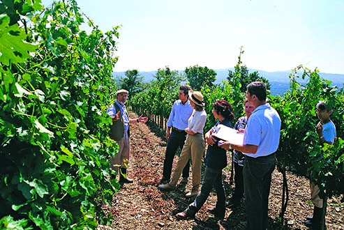 In the vineyard with university specialists