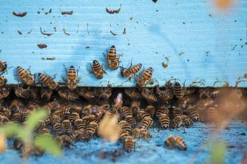 Bei den Bienen von La Vialla… herrscht im Frühling großer ''Aufruhr''! 
