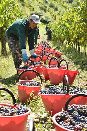 Nuri bei der Weinlese