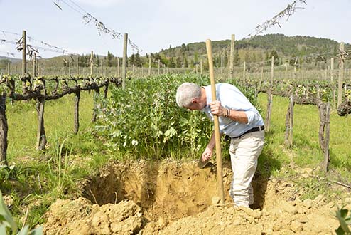 Alceo inspects the green manure and soil