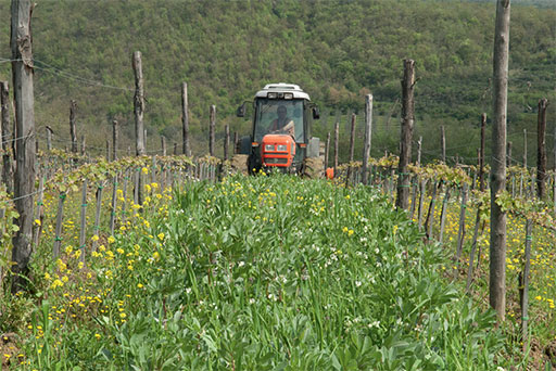 Met een tractor wordt groenbemesting ingeploegd, een techniek voor het op natuurlijke wijze verrijken van de bodem van de wijngaarden