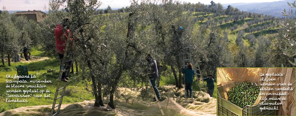 In olijfboomgaard 'La Scampata' worden op een mooie zonnige dag de olijven geplukt