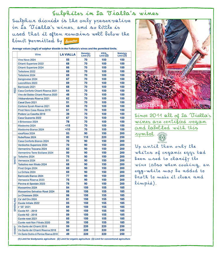 Grapes that have just been picked to make wine very low in sulphites