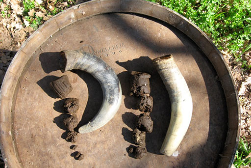  An example of the biodynamic preparations used at the Fattoria: horn manure