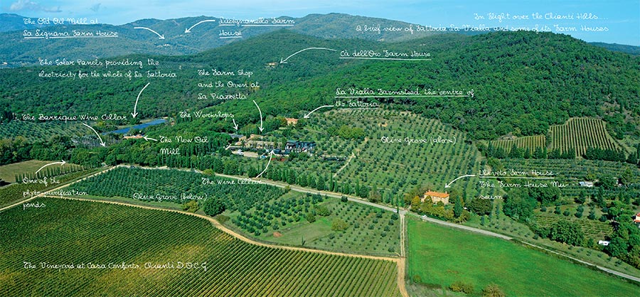 A panorama of Fattoria La Vialla and the surrounding farm accommodation structures, vineyards, olive groves, fields and woods